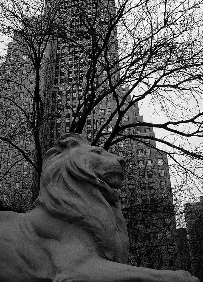 New York Halk Kütüphanesi fotoğrafları bilgiyi koruyan aslan - New York City Public Library Lion guarding Knowledge