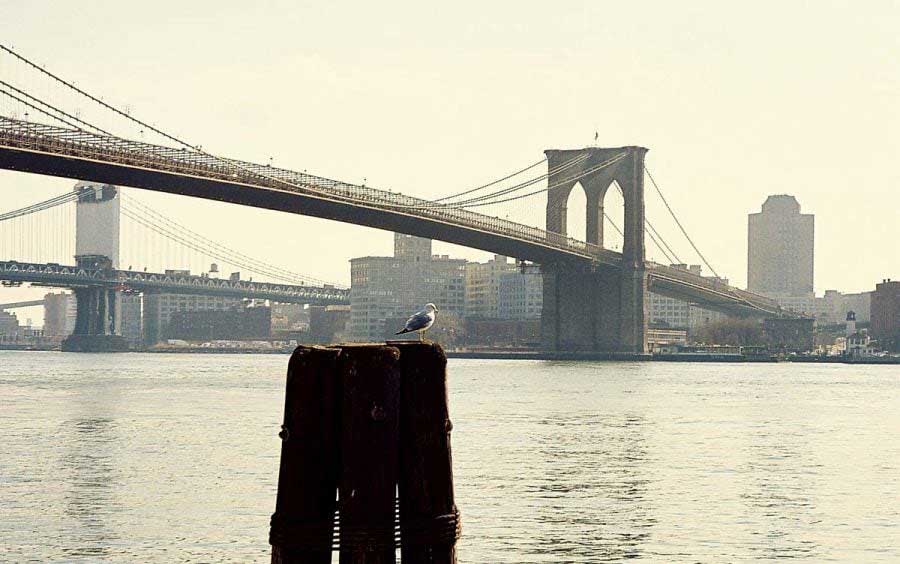New York fotoğrafları Brooklyn Köprüsü - New York City photos Brooklyn Bridge and the seagull