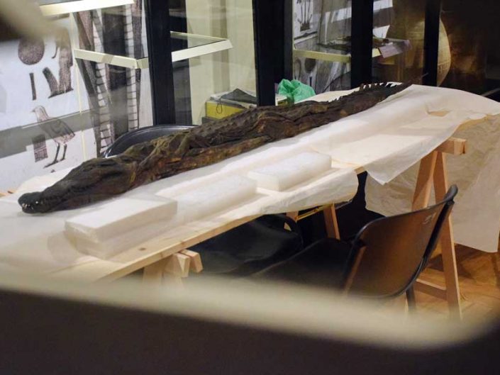 Torino Mısır Müzesi timsah mumyası - Turin Egyptian Museum crocodile mummy