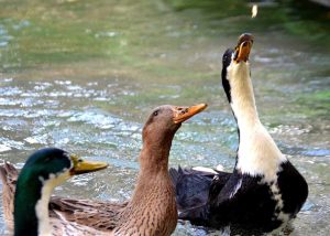 Ankara Kaş güzergahı çokbilmiş ördeklerle birlikte yemek yedik - Ankara Kas route we ate with smarty ducks, Saklikent