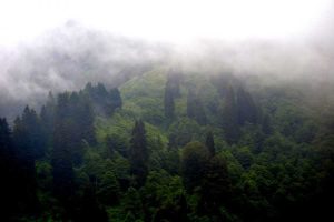 Ayder yaylası sis manzarası - Ayder Plateau photos