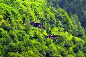 Ayder yaylası yolu ahşap evler Rize Çamlıhemşin, Ayder Yaylası fotoğrafları - timber houses embraced by green, Ayder Plateau photos