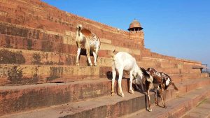 Bülend Dervaze Basamakları, Fetihpur Sikri Ulucami Hindistan - Buland Darwaza Stairs, Jama Masjid, Fatehpur Sikri