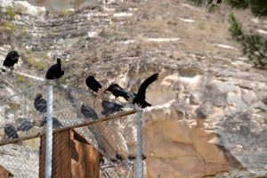 Güneydoğu Anadolu turu güzergahı Şanlıurfa Birecik'te kelaynaklar - Southeastern Anatolia route photos bald ibis in Birecik