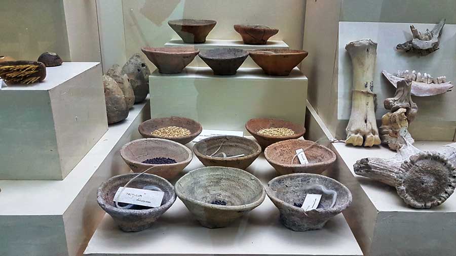 Malatya müzesi Arslantepe tohum ve hayvan kemikleri Malatya müzesi Arslantepe tohum ve hayvan kemikleri buluntuları MÖ 3000-2800 - Malatya museum Arslantepe mound seed and animal bones finds 3000-2800 BC