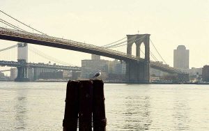 New York Brooklyn Köprüsü - New York City photos Brooklyn Bridge and the seagull