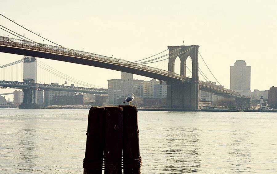 New York Brooklyn Köprüsü - New York City photos Brooklyn Bridge and the seagull
