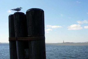 New York fotoğrafları Hürriyet heykeline bakan martı - New York City photos seagull looking at the Statue of Liberty