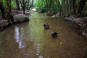Portekiz Lizbon gezilecek yerler Gülbenkyan Müzesi bahçesi - Lisbon Calouste Gulbenkian Museum garden Manuel Valente Alves (Museu Calouste Gulbenkian)
