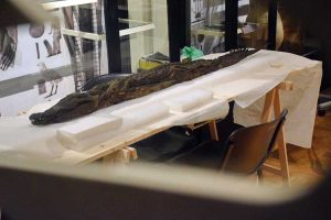 Torino Mısır Müzesi timsah mumyası - Turin Egyptian Museum crocodile mummy