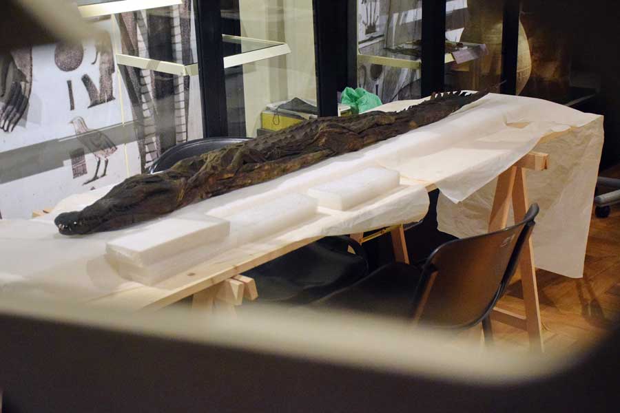 Torino Mısır Müzesi timsah mumyası - Turin Egyptian Museum crocodile mummy